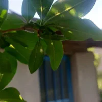 باغبانی آبیاری کوهپایه