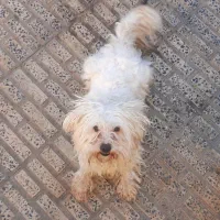 سگ نژاد شیتزو تری