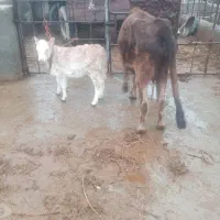 گاو محلی|حیوانات مزرعه|لیلان, |دیوار