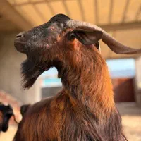 بزغاله آلپاین برای نسل کِشی|حیوانات مزرعه|شیرگاه, |دیوار