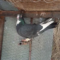 کفتر قره سیاه|پرنده|شیراز, شهرک والفجر|دیوار