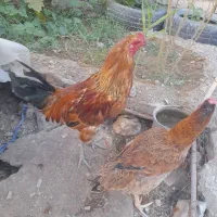 مرغ وخروس|حیوانات مزرعه|خاش, |دیوار