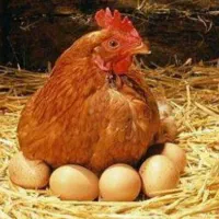 تخم مرغ محلی نطفه دار