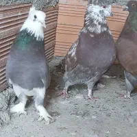 کبوتر تکپر  کاکل