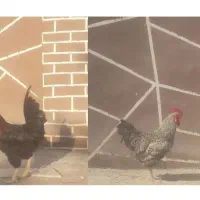 خروس سیاه و گل باقلی