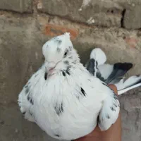 کبوتر