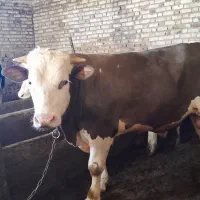 گاو