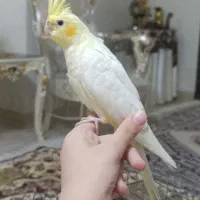 معاوضه