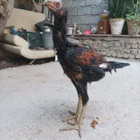 خروس  لاری اصل|حیوانات مزرعه|بناب, |دیوار