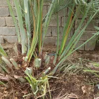 پا جوش نخل کبکاب ورطبی