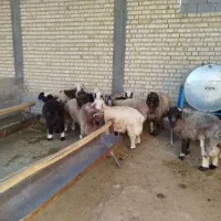 بره نر چاق|حیوانات مزرعه|مرودشت, زنگی آباد|دیوار