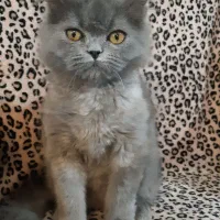 گربه اسکاتیش بلو|گربه|بجنورد, |دیوار