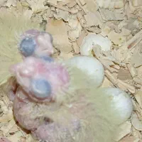 جفت نرو ماده عروس هلندی تخم و جوجه ای رو جوجه بودن|پرنده|زابل, |دیوار