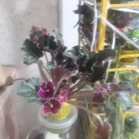 بنفشه آفریقایی|گل و گیاه طبیعی|شهریار, شهرک شاهد|دیوار