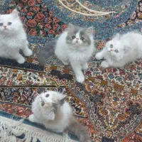 بچه گربه های پرشین اصیل و ناز، آماده واگذاری