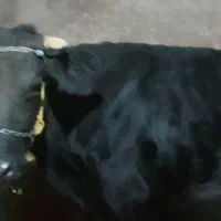 گاو شیری|حیوانات مزرعه|بروجرد, |دیوار