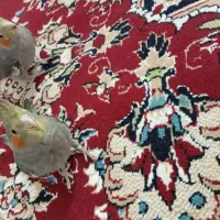 عروس هلندی|پرنده|بندر ماهشهر, |دیوار