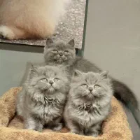 بچه گربه برتیش بلو|گربه|تهران, تهرانسر مرکزی|دیوار