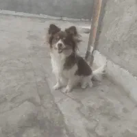 بازیگوش نگهبانی هم خوب دهن پاک ماده