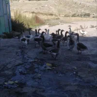 غاز محلی طبیعی