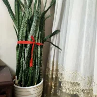 سانسوریا پایه بلند