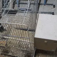 طوطی سانان و لوازم جانبی|پرنده|چهارباغ, |دیوار