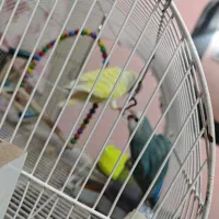 فروش دو عدد کوتوله برزیلی سالم|پرنده|مشهد, کوی المهدی|دیوار