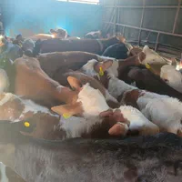 فروش گوساله های اصیل|حیوانات مزرعه|بندر ترکمن, |دیوار