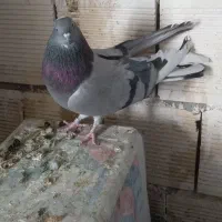 ماده نقره ای و قارایی