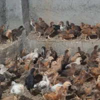 جوجه ای دورگ گلپایگان 30روزه