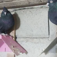 یک جفت نروماده زاغ چش نوک سفید|پرنده|پاپی, |دیوار