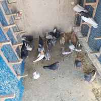 کفتر ماده بهبونی شهری|پرنده|شیراز, شهرک رضوان|دیوار