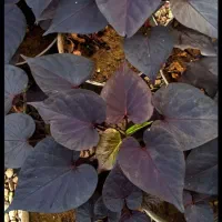 گل.کلکسیونی ۳۰|کلکسیون و سرگرمی|بروجرد, |دیوار