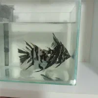 یک جفت آنجل نر و ماده