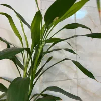 گل بامبو  درخت مو گل رز محمدی و ناز ژاپنی|گل و گیاه طبیعی|تهران, دکتر هوشیار|دیوار