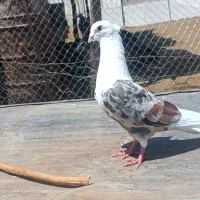 کبوتر|پرنده|چگنی, |دیوار