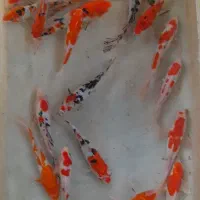 انواع ماهی کوی