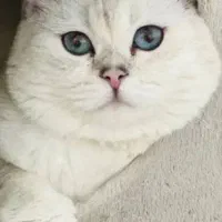 زیباترین گربه های ایران