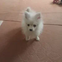 پامر،،میناتوری،،