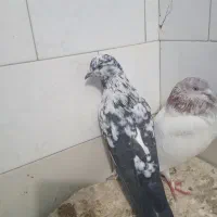 نبود جا|پرنده|مهدی شهر, |دیوار