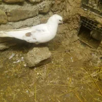 خوشونه|پرنده|بیرانوند, |دیوار