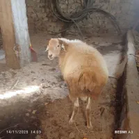 فروش توغلو مغانی