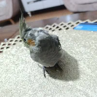 جوجه عروس هلندی بسیار شیطان