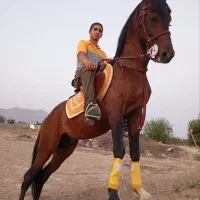 اسب نریان سه ساله
