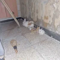 خرگوش با۴ تا بچه