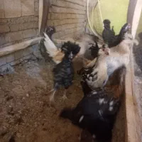 جوجه گلین وکاکلی