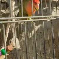 طوطی برزیلی|پرنده|رستم‌آباد, |دیوار