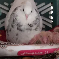 فروشی هفت رنگ جفت 3500 آدرس بستک