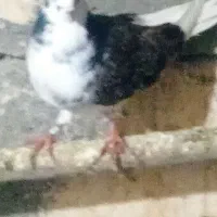 دو عدد کبوتر  ماده  پروازی|پرنده|شاهین دژ, |دیوار