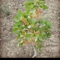 پیوندی و مقاوم به کم آبی|گل و گیاه طبیعی|شیراز, ارم|دیوار